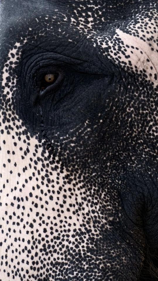 Elephant Eye Close-Up