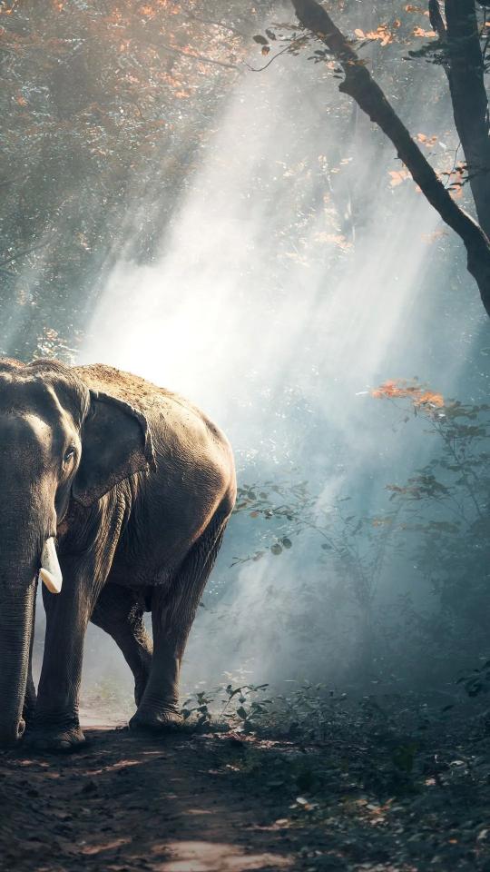Elephant in Misty Forest