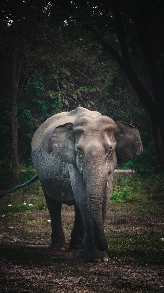 Elephant in the Forest