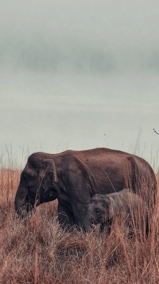 Elephant Mother and Calf