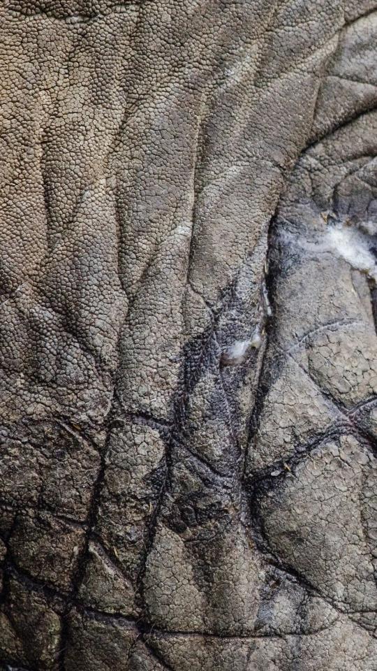Elephant Skin Texture Detail