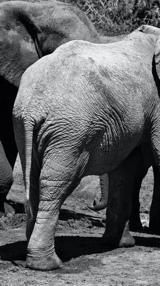 Elephant Skin Texture - Related Dark Wallpapers wallpaper