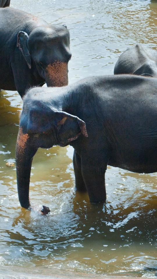 Elephants Bathing in Water