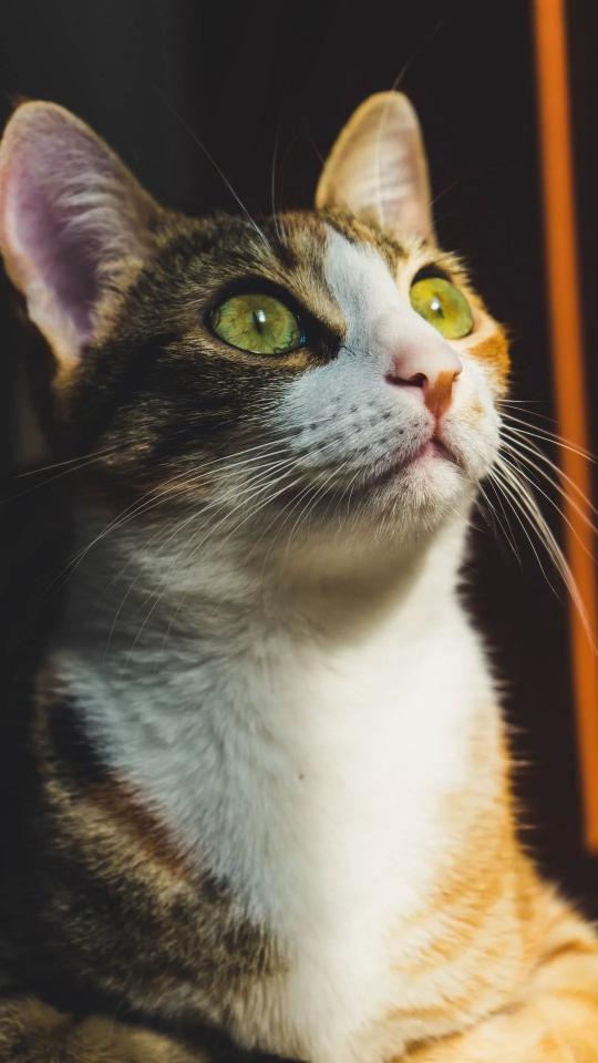 Emerald Eyed Cat - Related Dark Wallpapers wallpaper
