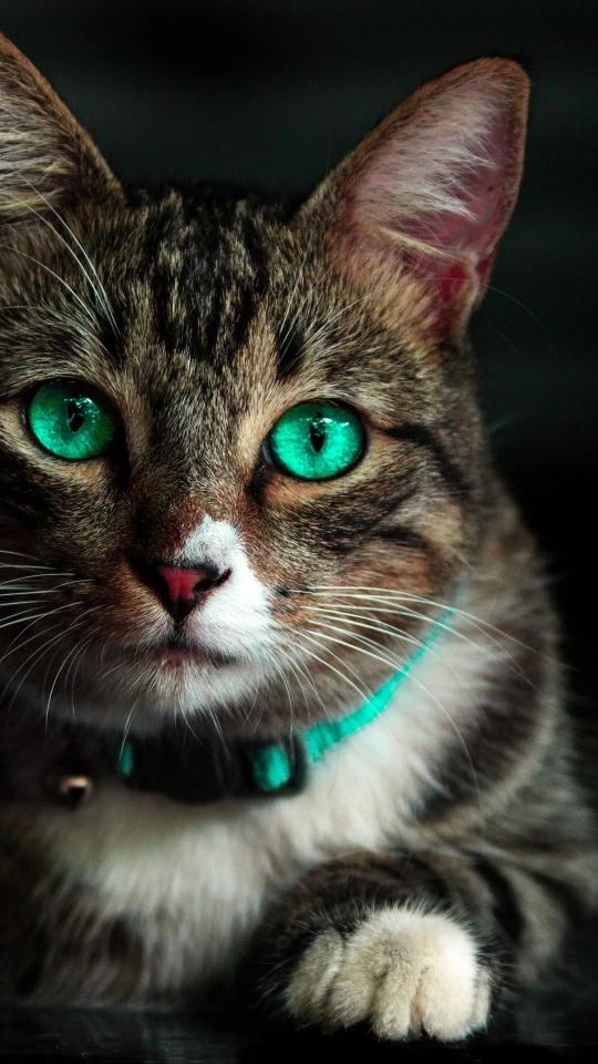 Emerald Eyed Tabby Cat