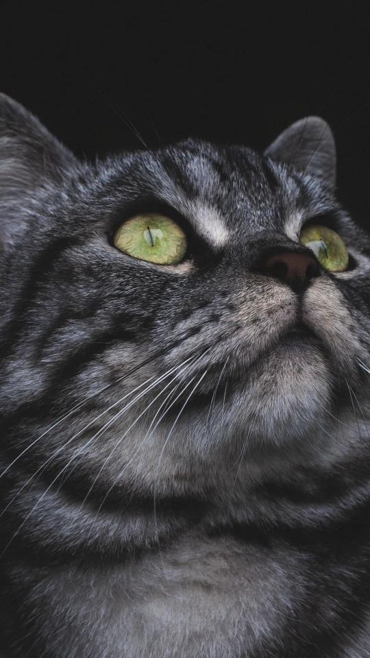 Emerald Eyes Cat Portrait