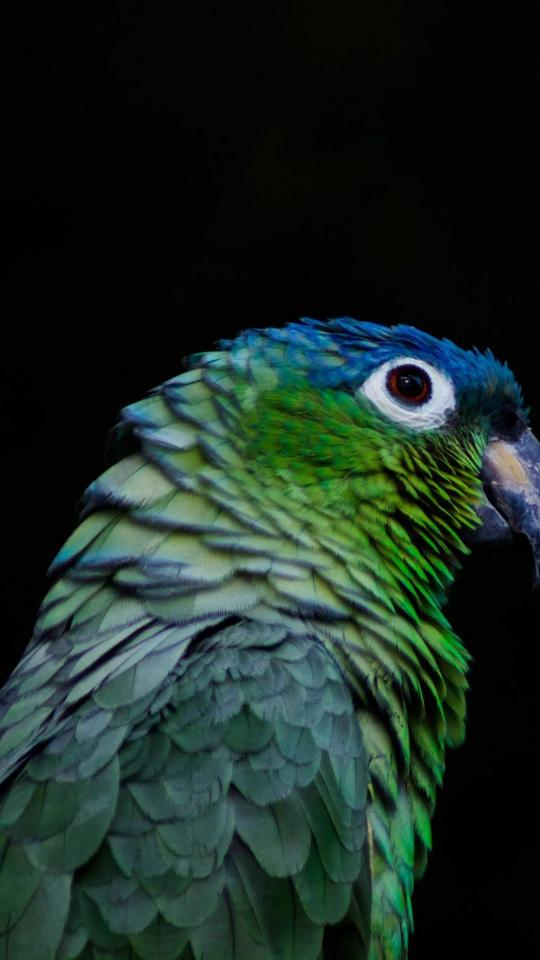 Emerald Parrot Portrait - Related Dark Wallpapers wallpaper