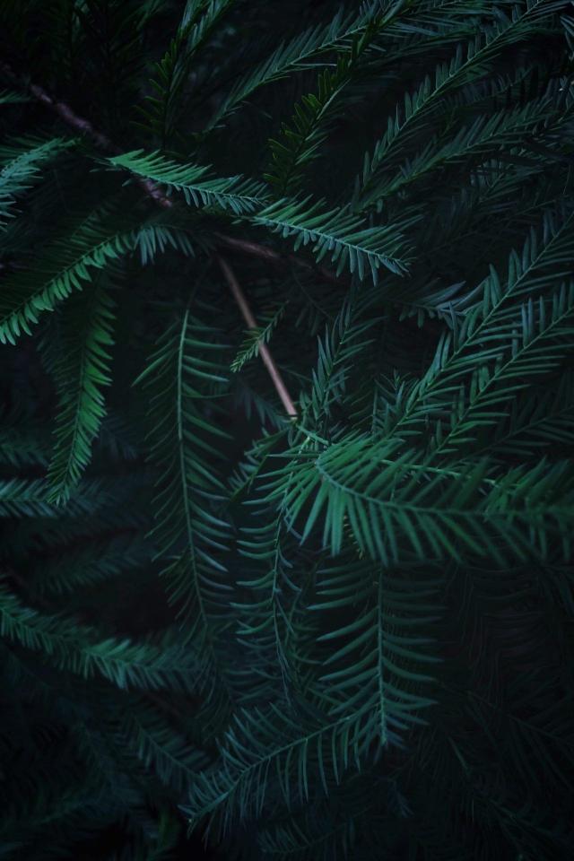 Emerald Pine Needles