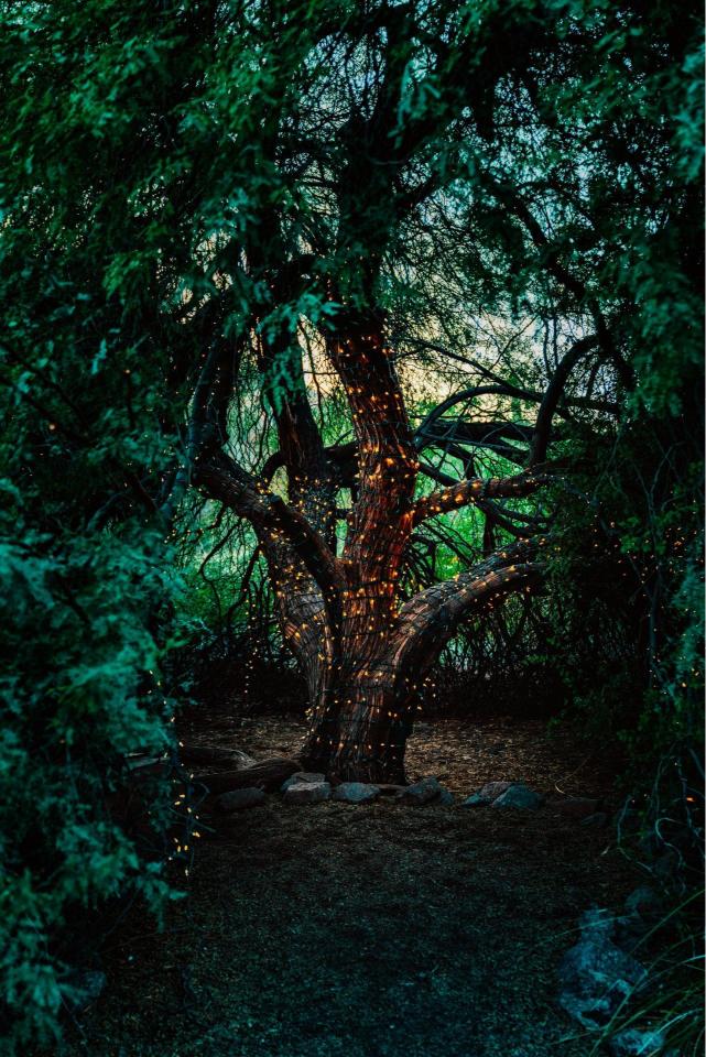 Enchanted Tree Lights