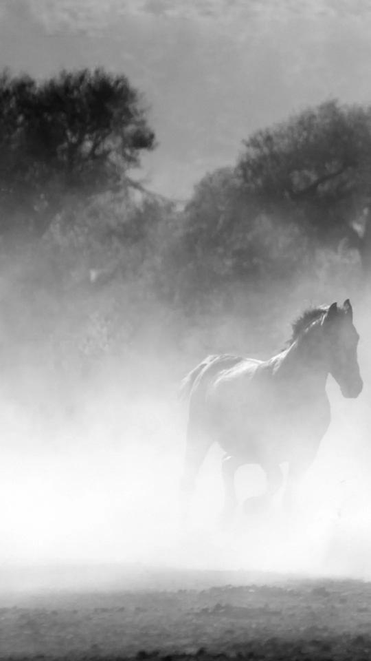 Ethereal Horse Gallop - Related Dark Wallpapers wallpaper