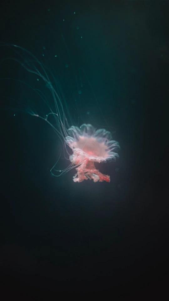 Ethereal Jellyfish in the Deep - Related Dark Wallpapers wallpaper