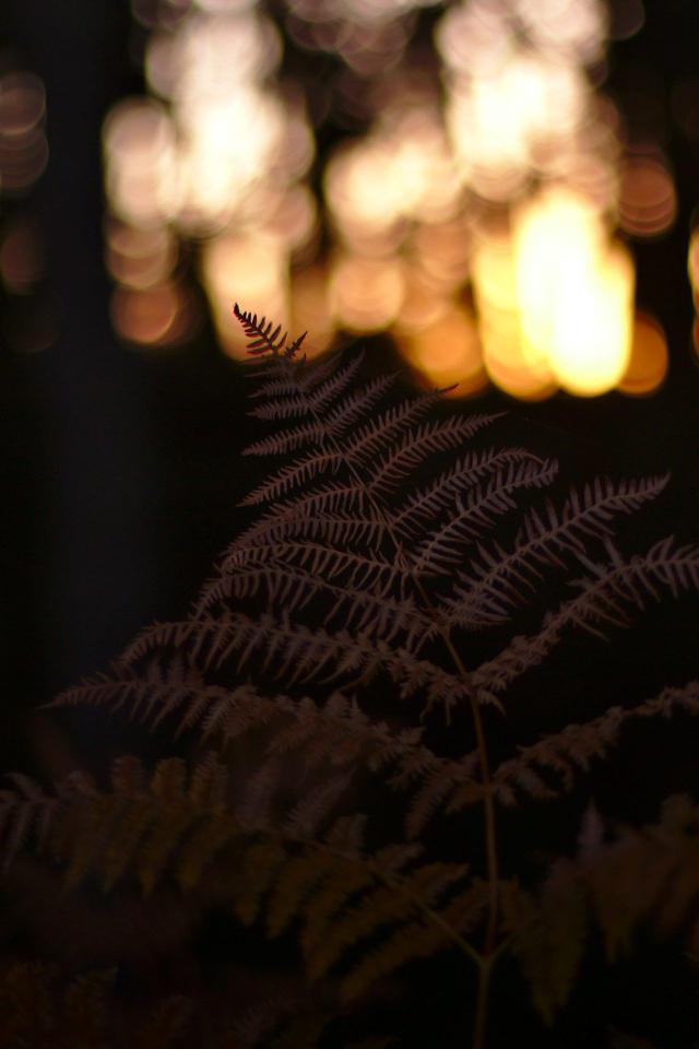 Fern and Bokeh Lights