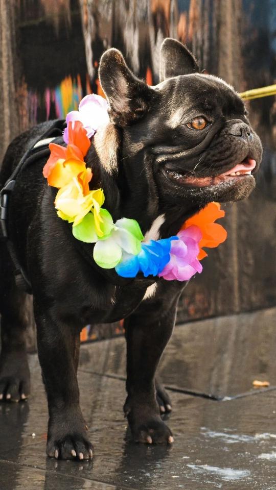 Festive French Bulldog - Related Dark Wallpapers wallpaper