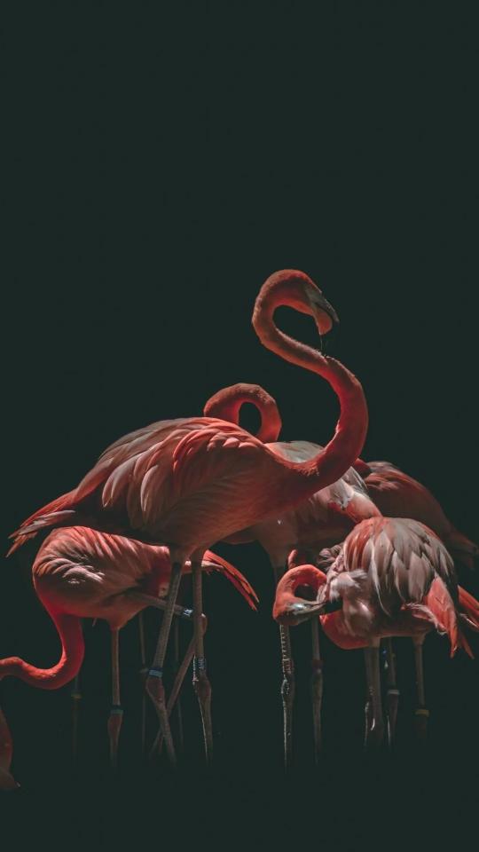 Flamingo Flock in Shadow