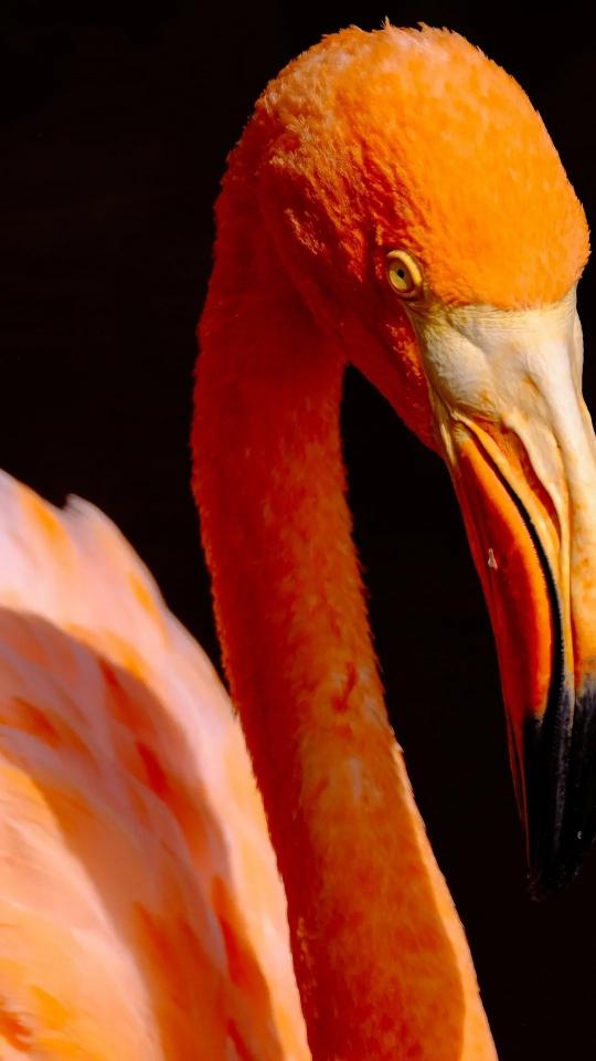 Flamingo Portrait Close-up - Related Dark Wallpapers wallpaper