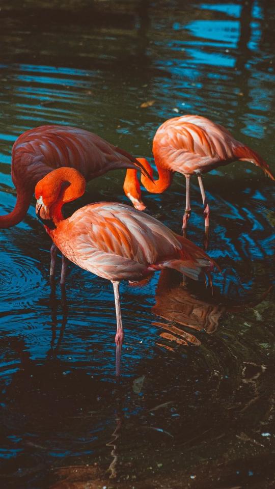 Flamingos in Blue Water