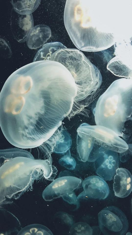 Floating Jellyfish Dreamscape - Related Dark Wallpapers wallpaper