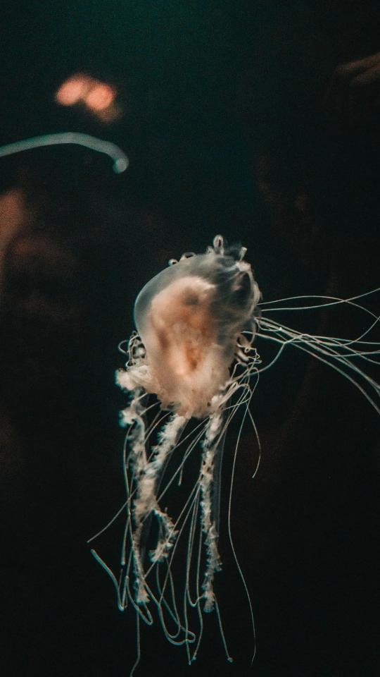 Floating Jellyfish in Darkness - Related Dark Wallpapers wallpaper
