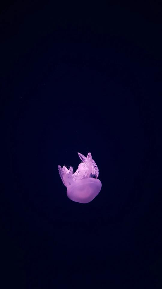 Floating Pink Jellyfish