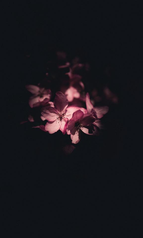 Floral Dark Bloom - Related Dark Wallpapers wallpaper