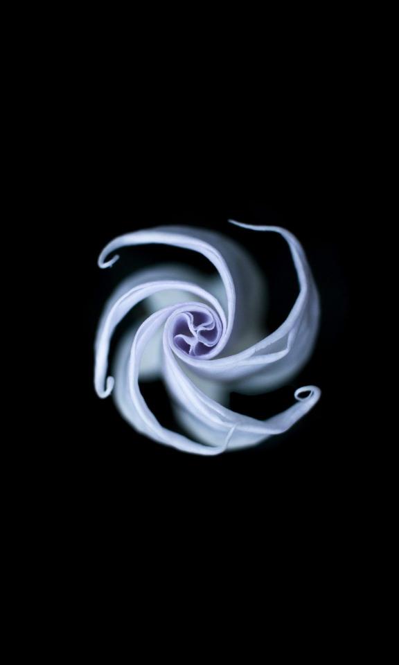 Floral Spiral on Black - Related 4K Wallpapers wallpaper