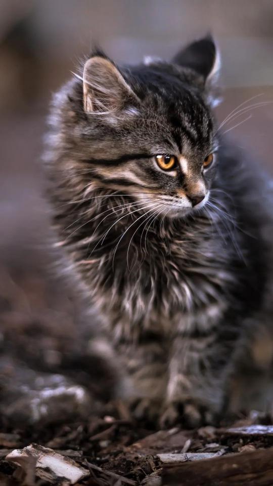 Fluffy Kitten Portrait - Related Dark Wallpapers wallpaper