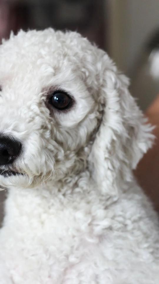 Fluffy White Poodle Portrait - Related Anime Wallpapers wallpaper