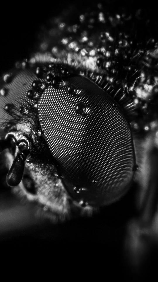 Fly Eye Macro