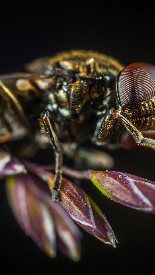 Fly on Purple Flower - Related Dark Wallpapers wallpaper