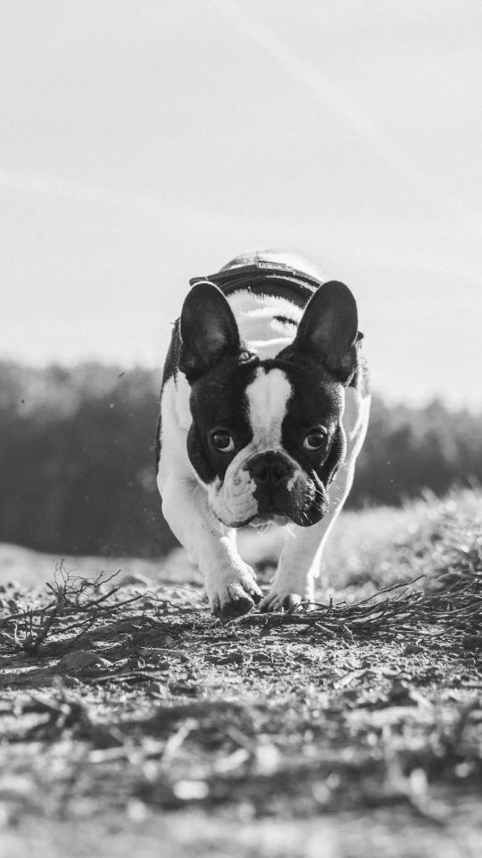 Focused French Bulldog