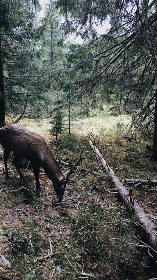 Forest Deer Grazing