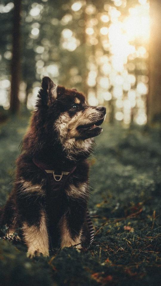Forest Dog Portrait - Related Dark Wallpapers wallpaper