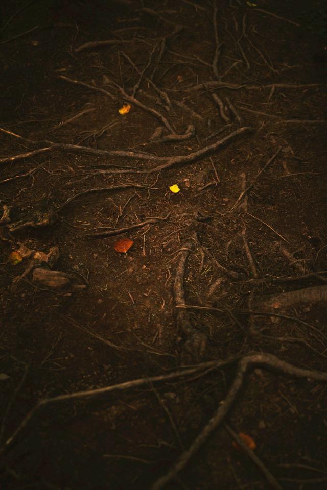 Forest Floor Autumn Leaves