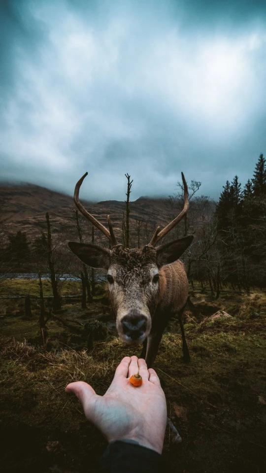 Friendly Deer Encounter