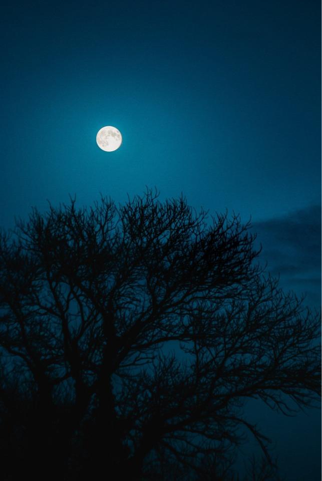 Full Moon Silhouette Tree - Related 4K Wallpapers wallpaper