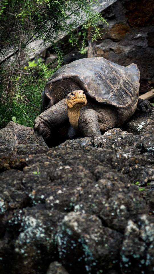 Galapagos Tortoise Portrait