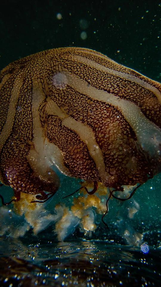 Giant Jellyfish Underwater View - Related Dark Wallpapers wallpaper