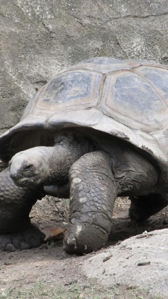 Giant Tortoise Walking
