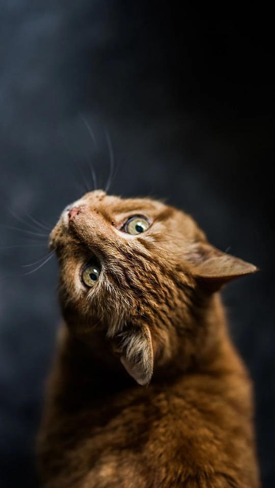 Ginger Cat Curiosity - Related Dark Wallpapers wallpaper