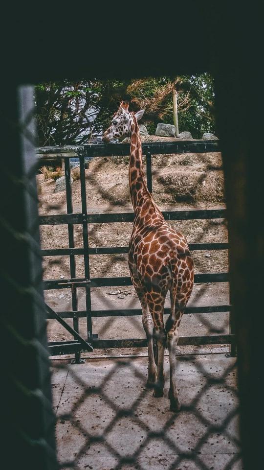 Giraffe Behind the Fence