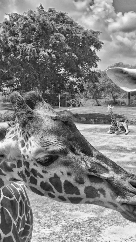 Giraffe Close-Up Monochrome