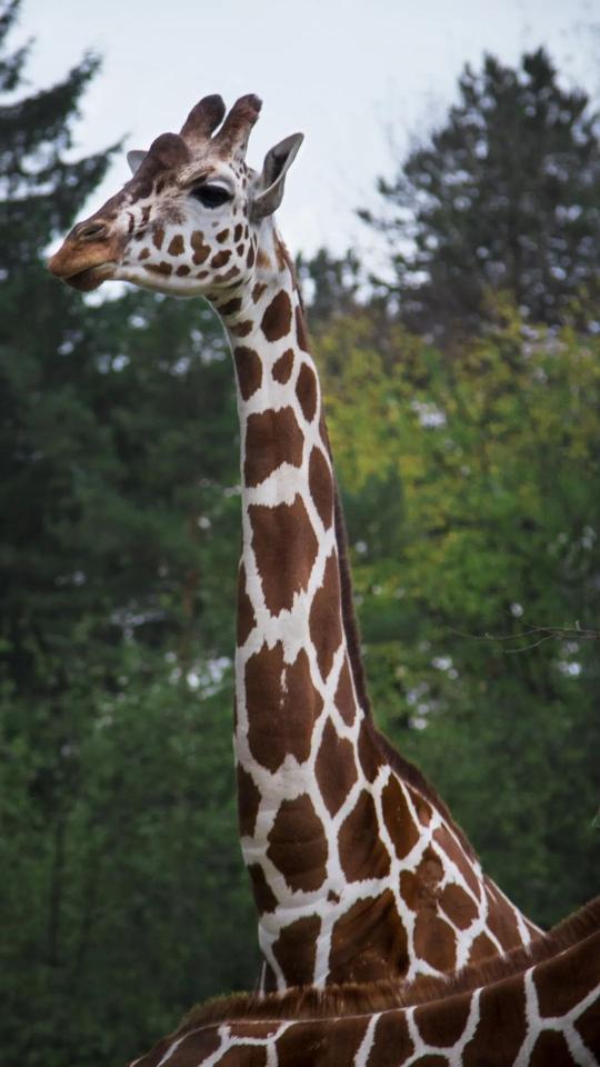 Giraffe in the Wild