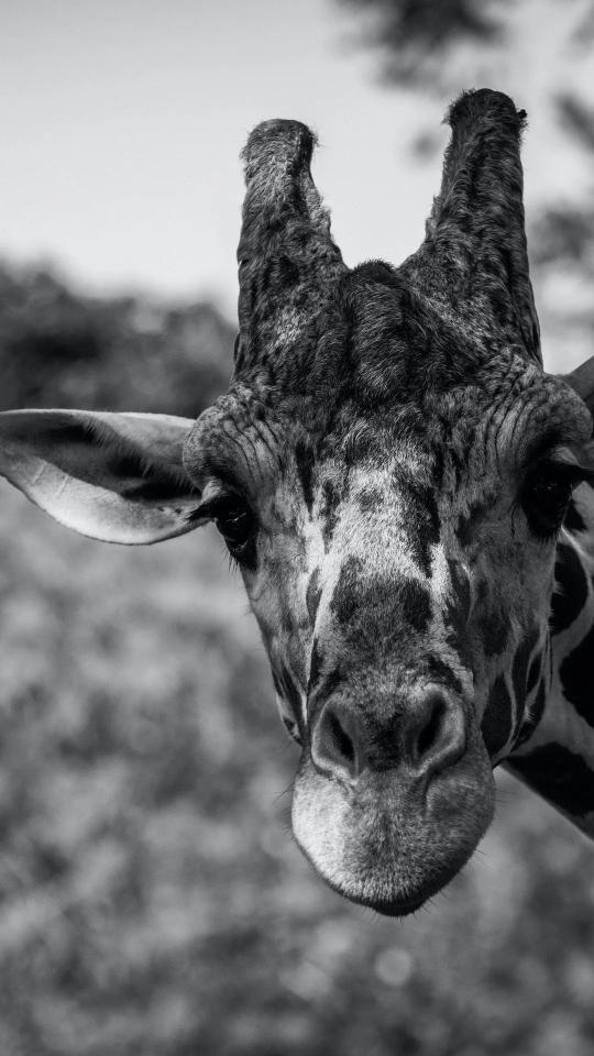 Giraffe Portrait Black and White - Related Anime Wallpapers wallpaper