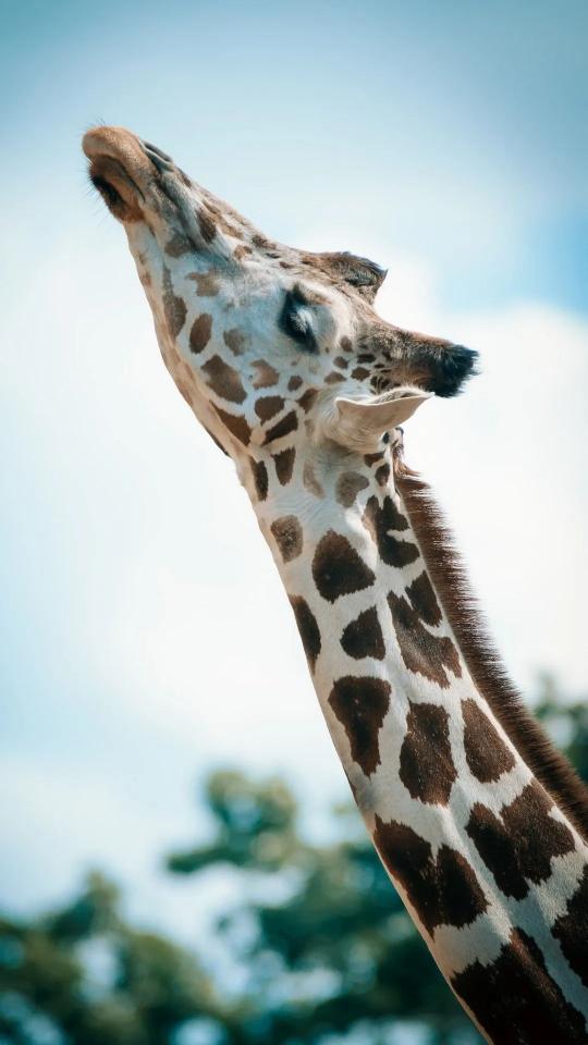 Giraffe Reaching for Sky