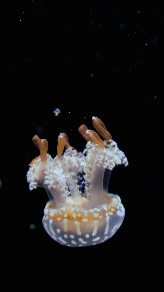 Glowing Jellyfish in Darkness - Related Dark Wallpapers wallpaper