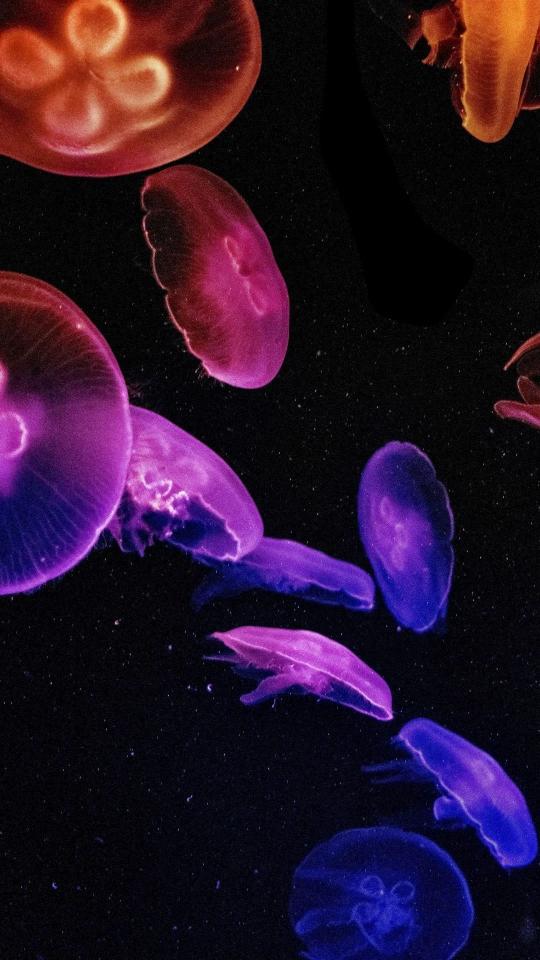 Glowing Jellyfish in Deep - Related Dark Wallpapers wallpaper