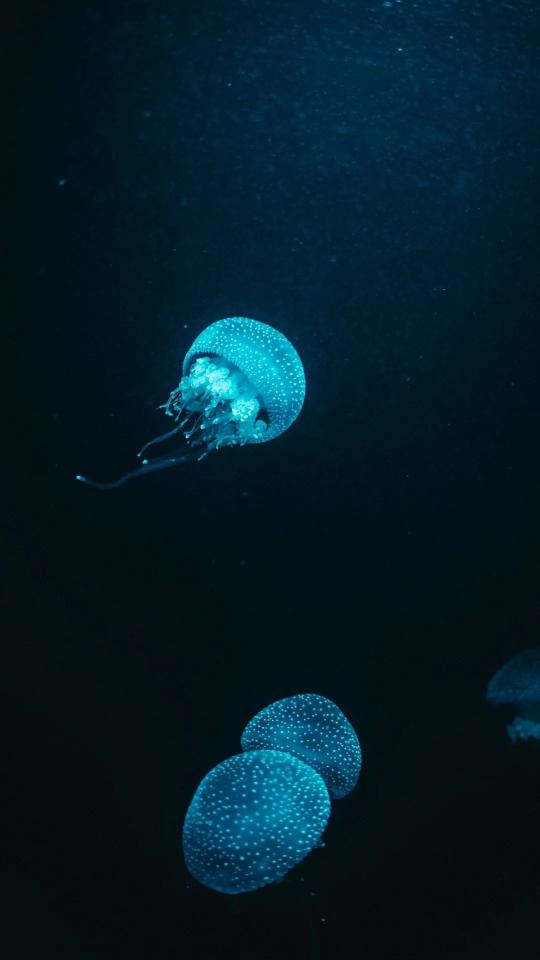 Glowing Jellyfish in the Deep