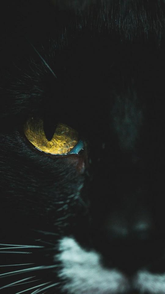 Golden Cat Eye Gaze