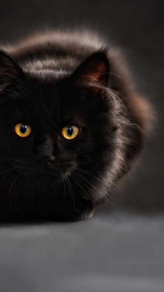 Golden-Eyed Black Cat
