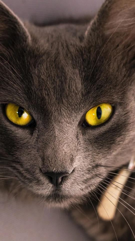 Golden Eyed Gray Cat